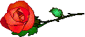 A Rose